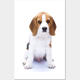 Beagle Posters and Art